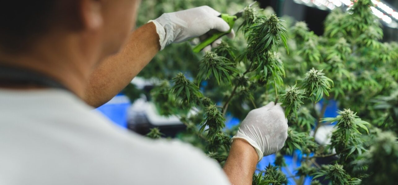 Medical cannabis